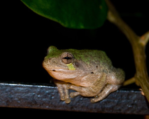 Close Up Frog at night in Texas