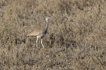 Obraz na płótnie Canvas White-billied Bustard that stands among the dry high grass and bushes in the African savannah