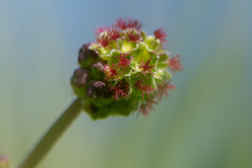 Salad burnet (Poterium sanguisorba subsp. sanguisorba). Flowerhead of perennial plant in the rose family (Rosaceae), used as an ingredient in salads 