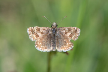 Dingy skipper butterfly (Erynnis tages) with damaged wing. A butterfly in the family Hesperiidae, from above