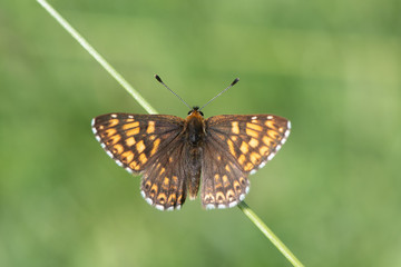 Duke of Burgundy fritillary butterfly (Hamearis lucina) from above. Upperwings of male insect in the family Riodinidae, perched on grass and basking in sun