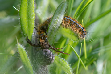 Crab spider attacking lackey moth caterpillar. Struggle between Xysticus sp. and Malacosoma neustria amongst low vegetation, finally won by spider