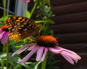 Monarch Butterfly on Pink Daisy