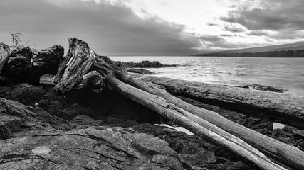 Beach scene with driftwood black and white