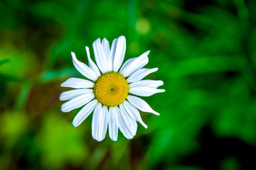 Obraz premium Small daisy