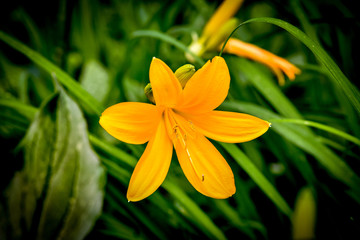 Orange Flower