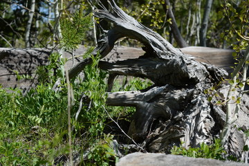 Woods of Wyoming with, grains, trees, and patterns 