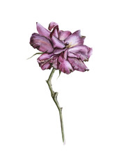 Naklejka na ściany i meble Flower of a tea rose. Isolated on white background. 
