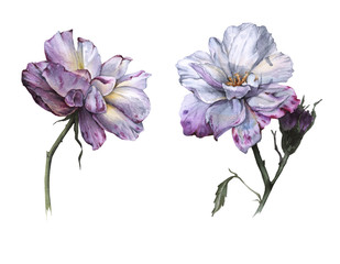 Fototapeta na wymiar Two flowers of a tea rose. Isolated on white background. 