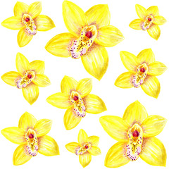 Flowers of yellow orchids, pattern for printing. Watercolor drawing.
Pattern for printing, for fabric, clothing.