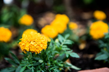Yellow and Orange Flowers in Neat Garden
