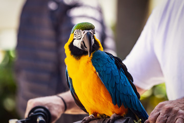 Macaw on Bicycle Handlebars