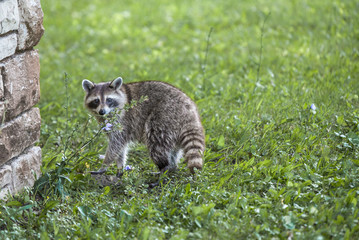 A wild raccoon forages for food in a state park on a summer day while roaming about