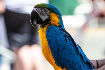 Macaw Close-Up
