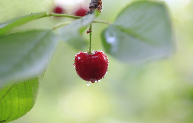 Ripe cherries in the orchard