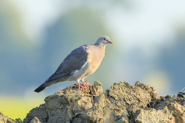 Close-up of a wood pigeon bird, columba palumbus, posing and preening