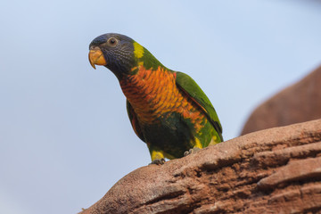 rainbow lorikeet (Trichoglossus moluccanus)