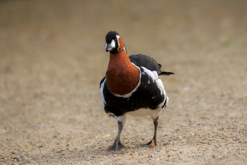 Red-breasted goose (Branta ruficollis)