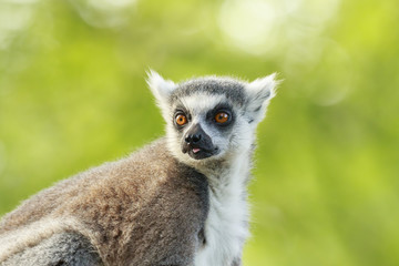 Ring-tailed lemur (Lemur catta)