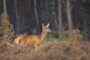 Female Red deer doe Cervus elaphus close up