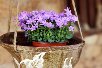 Purple flowers in pottery.