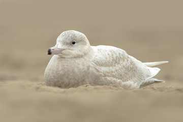 glaucous gull Larus hyperboreus