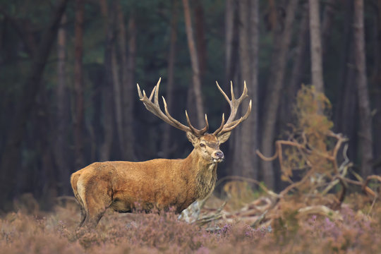 Red deer stag Cervus elaphus rutting in a forest during Autumn season