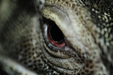 Eye