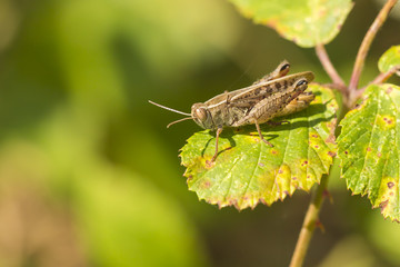 Meadow Grasshopper - Chorthippus parallelus