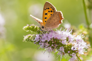 Small or common copper butterfly lycaena phlaeas closeup
