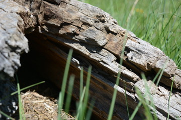 Woods of Wyoming with, grains, trees, and patterns 