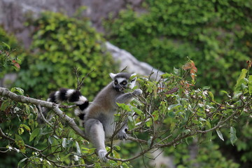 ワオキツネザル　食事中