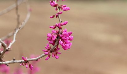 The redbud on a soft brown background.