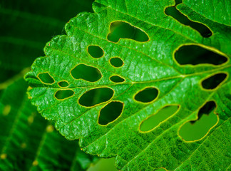 Fototapeta na wymiar Macro Green Leaf with Holes