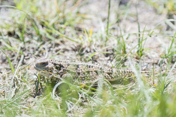 Horned Toad (Phrynosoma hernandesi) on the Ground Camouflaged by Rocks & Dirt on the Grasslands of Colorado