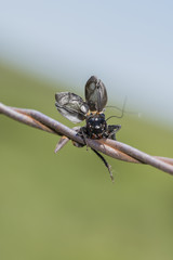 Fall Field Cricket (Gryllus pennsylvanicus) Impaled on Barbed Wire by a Loggerhead Shrike