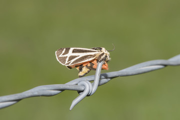 Grammia favorita Moth Impaled on Barbed Wire by a Loggerhead Shrike