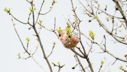 Oriole Nest Made From Plastic String