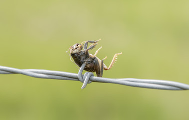 Great Plains Camel Cricket (Daihinia brevipes) Impaled on Barbed Wire by a Loggerhead Shrike