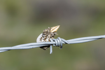 Grasshopper Sparrow (Ammodramus savannarum) Head Impaled on Barbed Wire by a Loggerhead Shrike