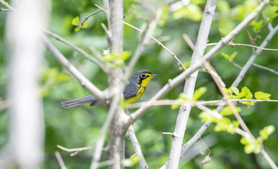Male Hooded Warbler (Setophaga citrina) in Dense Vegetation During Migration