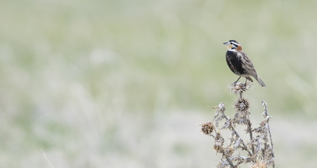 Chestnut-collared Longspur (Calcarius ornatus) Singing while Perched on a Plant on the Grasslands of Colorado