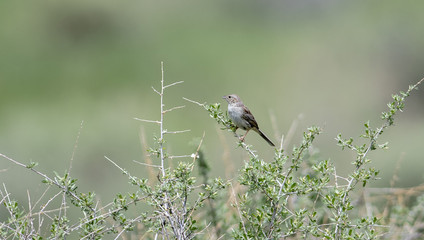 Cassin's Sparrow Singing from Brush on the Grasslands of ColoradoPeucaea cassinii