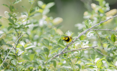 Male Hooded Warbler (Setophaga citrina) in Dense Vegetation During Migration