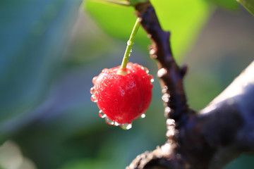 Ripe cherries in the orchard