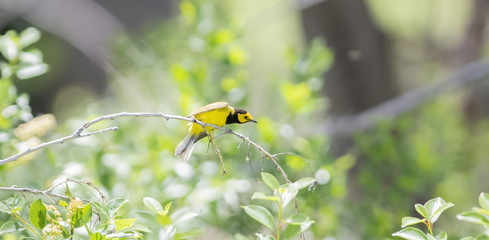 Male Hooded Warbler (Setophaga citrina) in Dense Vegetation During Migration