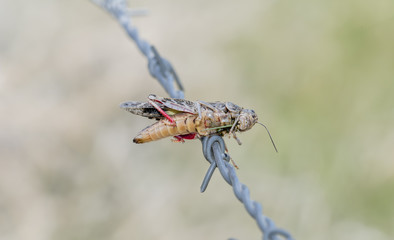 Red-shanked Grasshopper (Xanthippus corallipes) Impaled on Barbed Wire by a Loggerhead Shrike