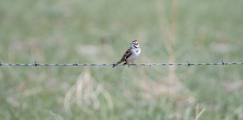 Lark Sparrow (Chondestes grammacus) On Barbed Wire Fence on the Grasslands