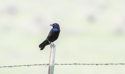Fototapeta premium Common Grackle (Quiscalus quiscula) Perched on Barbed Wire Fence