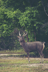 Naklejka na ściany i meble wild deer in forest, Khao Yai National Park, Thailand